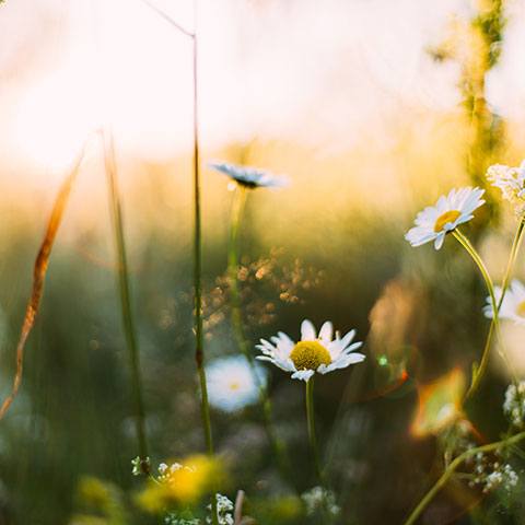 Meadow Neighbour